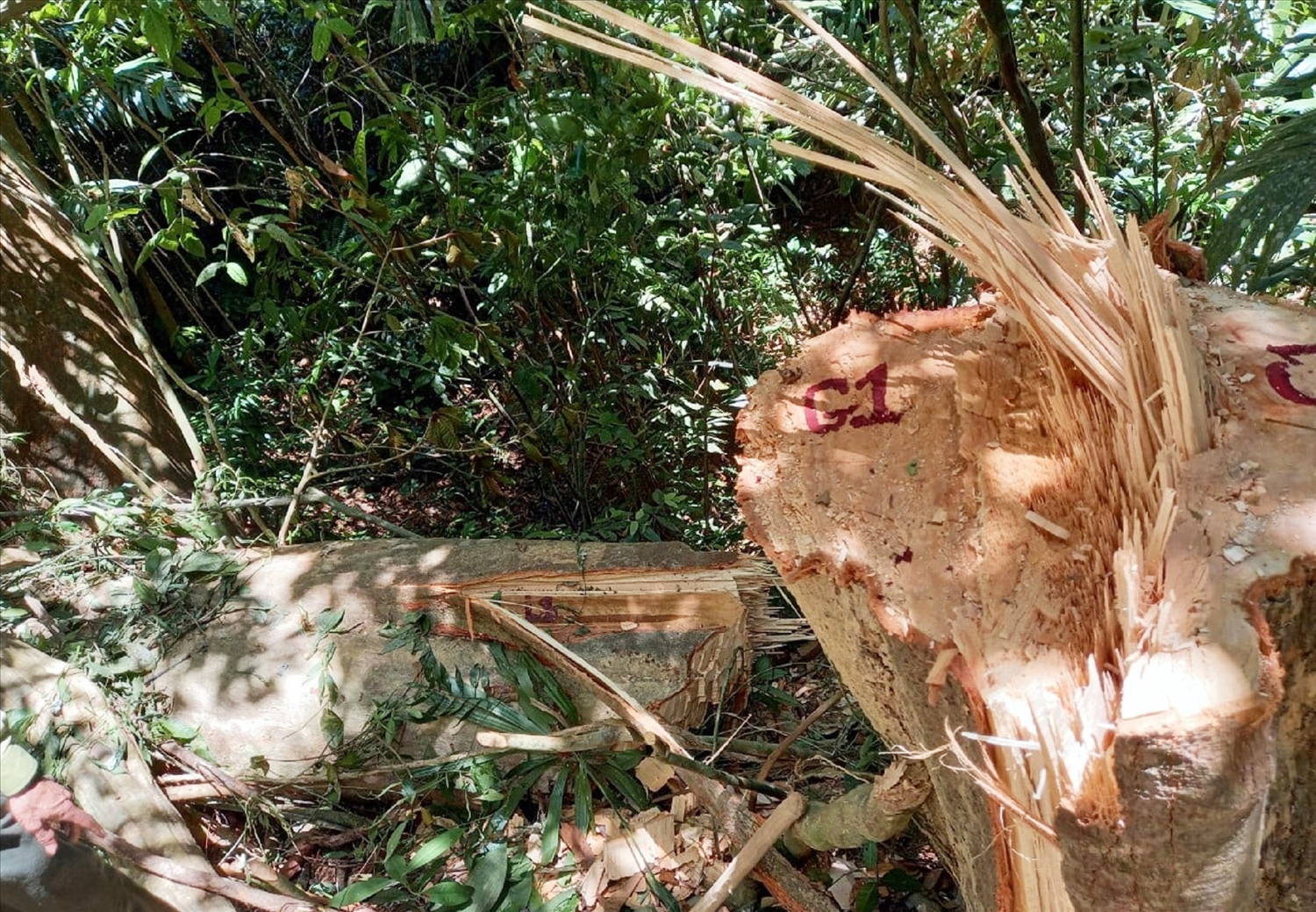 Trạm Bảo vệ rừng Phước Xuân (huyện Phước Sơn) phát hiện đối tượng lén lút vào tiểu khu 625 thuộc xã Phước Xuân chặt hạ cây ươi