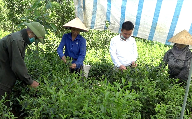 Ông Nhâm Văn Cheng thu hái chè cùng gia đình.