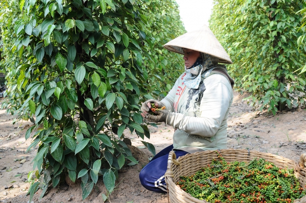 Hạt tiêu - một trong những mặt hàng nông sản có tiềm năng xuất khẩu của Việt Nam sang châu Phi