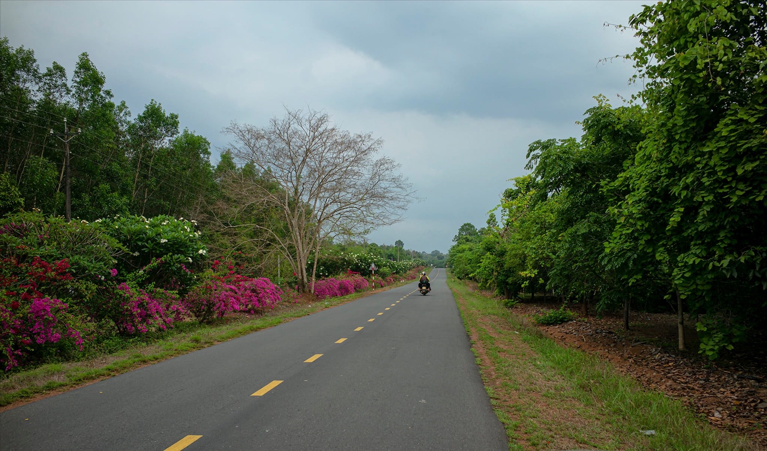 Đường vào rừng Mã Đà - Khu bảo tồn thiên nhiên văn hóa tỉnh Đồng Nai đầu mùa mưa . Hoa giấy 2 bên đường trải dài ngút ngàn đỏ ối xen lẫn màu hoa sứ trắng điểm xuyết.