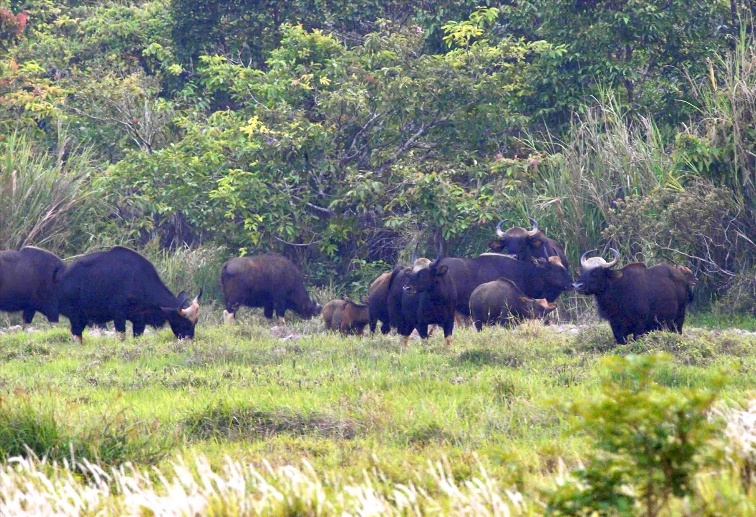 Đàn bò tót quý hiếm tại Khu Bảo tồn thiên nhiên - văn hóa Đồng Nai
