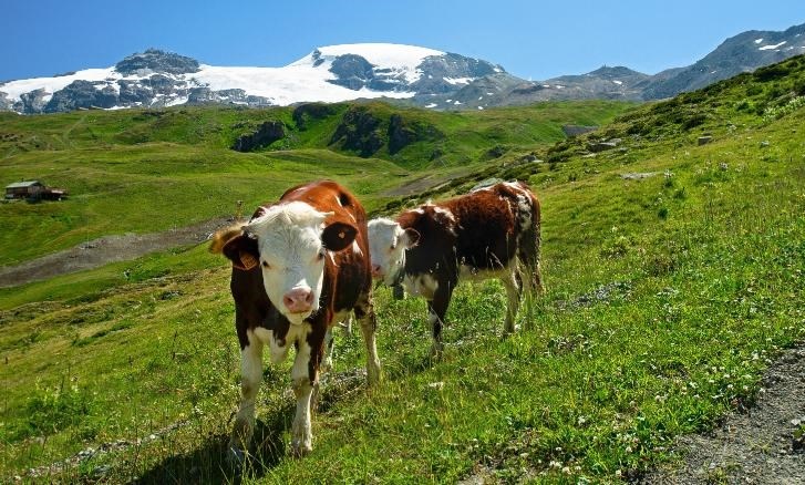 Vi khuẩn và enzym trong dạ dày của bò Alpine có thể phân hủy một số loại nhựa. Ảnh: CNN