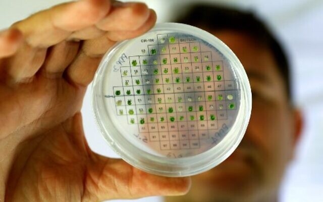 Nhà khoa học thuộc trường Đại học Tel Aviv kiểm tra các mẫu vi tảo trong quá trình nghiên cứu để chứng minh khả năng tiến hóa của thực vật với mặt trời để tạo ra năng lượng. Ảnh minh họa: AFP