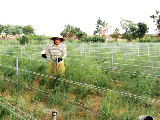 HTX Dịch vụ tổng hợp nông nghiệp Châu Rế liên kết trồng măng tây xanh mang lại hiệu quả cao cho người dân tôn Thành Tín
