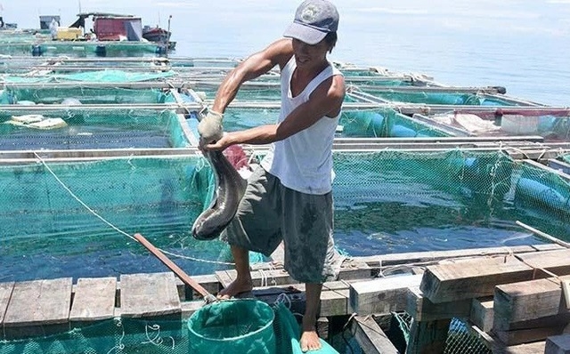 Nhiều hộ dân ở Lý Sơn phấn khởi vì có nguồn thu nhập cao từ mô hình nuôi cá bớp. Ảnh minh họa