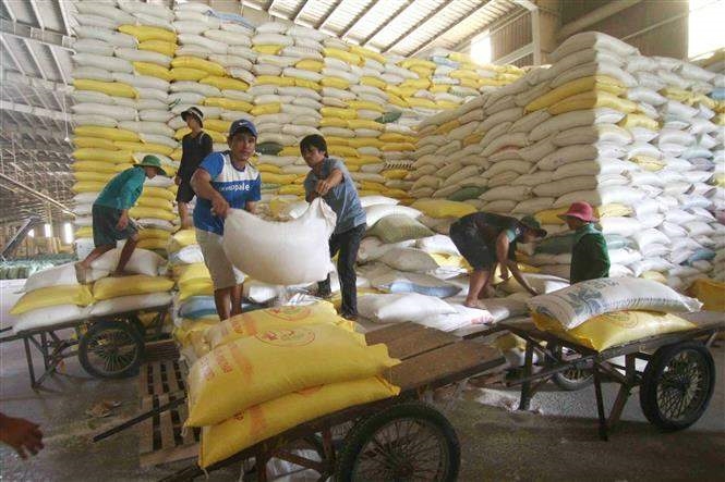 Chuẩn bị nguồn hàng gạo xuất khẩu tại Công ty Lương thực sông Hậu (Tổng công ty Lương thực miền Nam). Ảnh tư liệu: TTXVN