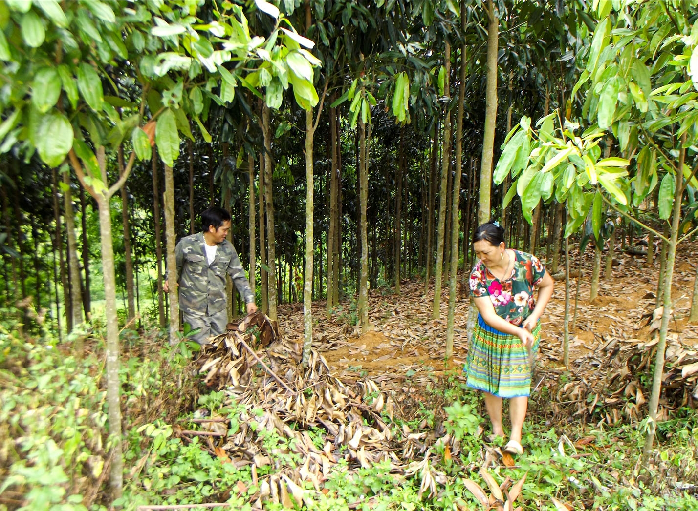 Vợ chồng anh Hòa chăm sóc cây quế theo đúng hướng dẫn kỹ thuật của khuyến nông nên đồi quế phát triển tốt, hứa hẹn thu bạc tỷ