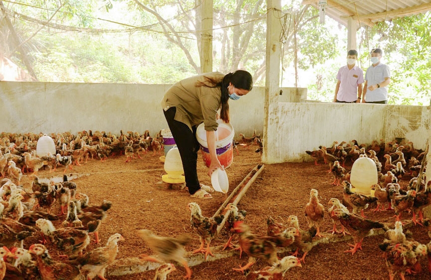 Bà Phan Thị Nguyệt, thôn Ngò 2, xã Đồng Kỳ (Yên Thế) chăm sóc đàn gà 25 ngày tuổi của gia đình
