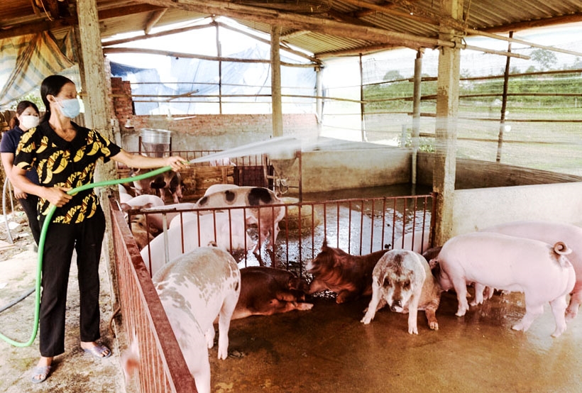 Người dân thôn Na Gu, xã Cao Xá (Tân Yên) chăm sóc lợn thương phẩm