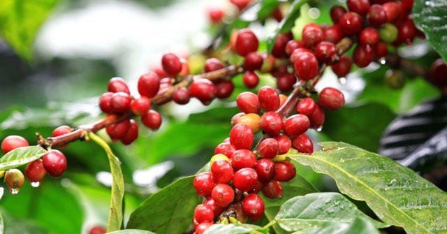 Giá cà phê hôm nay 12/7/2021 tại thị trường trong nước giao dịch từ 35.600 - 36.500 đồng/kg