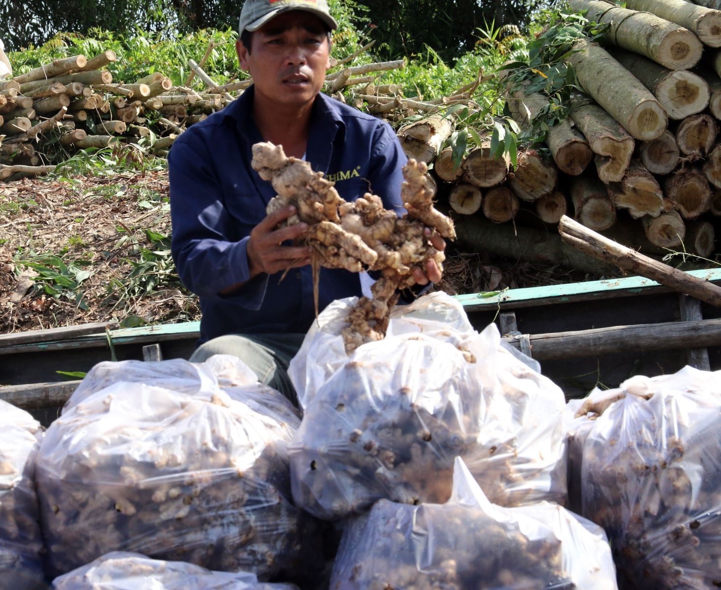 Gia đình anh Đặng Văn Mạch ở ấp Cán Gáo, xã Đông Hưng B, huyện An Minh, tỉnh Kiên Giang thu hoạch gừng. Ảnh tư liệu: Lê Sen/TTXVN