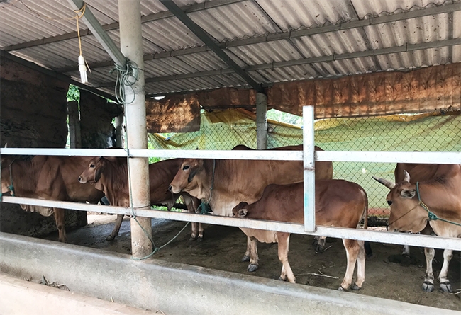 Mô hình trồng có nuôi bò nhốt đem lại nguồn thu nhập trong đời sống kinh tế gia đình