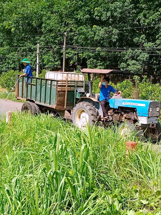 ĐVTN xã Tân Thành xịt thuốc diệt cỏ thuê để góp quỹ phòng, chống dịch Covid-19 tại địa phương