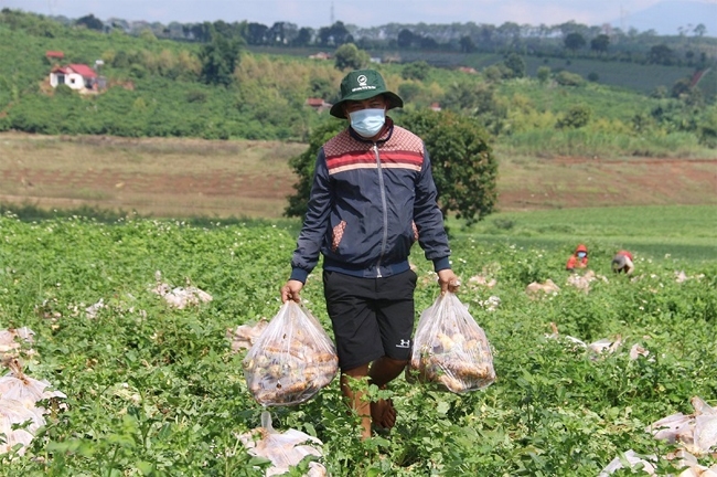 Anh Nguyễn Văn Kiều tặng 70 tấn củ cải trắng cho bà con vùng dịch