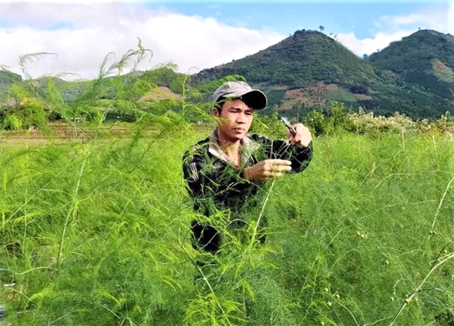 Anh Đàm Xuân Tú thành công với mô hình trồng măng tây xanh trên vùng đất Quảng Hòa