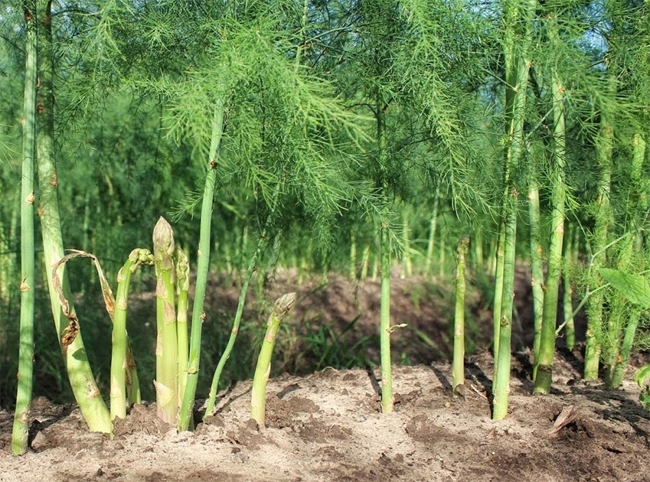 Mô hình trồng măng tây xanh phù hợp với điều kiện, thổ nhưỡng tại địa phương, mang lại hiệu quả kinh tế cao