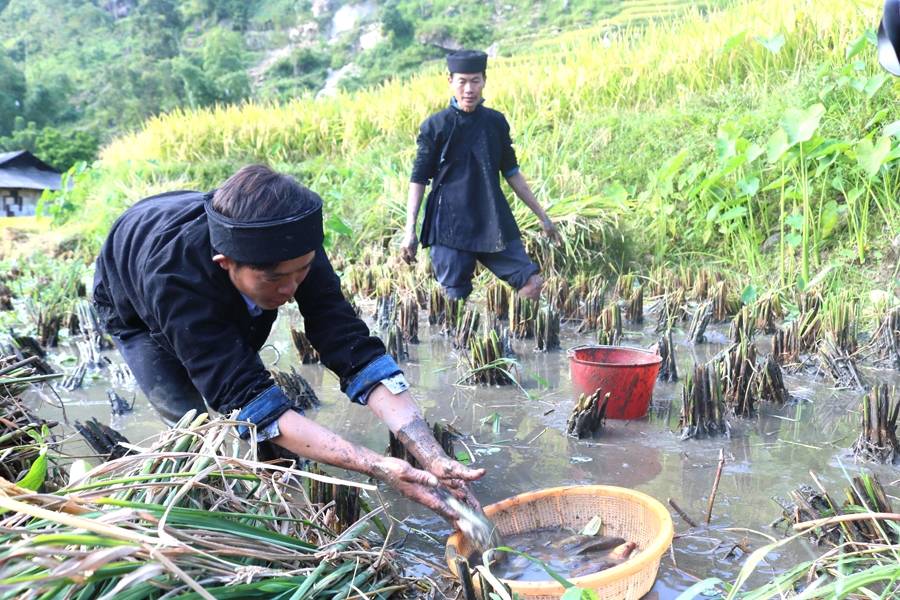Người La Chí xã Bản Phùng (Hoàng Su Phì, Hà Giang) canh tác lúa kết hợp nuôi cá Chép ruộng
