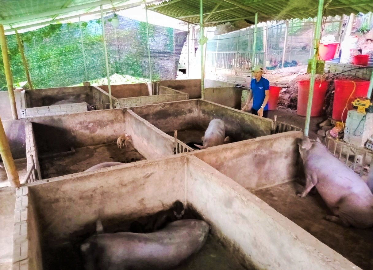 Mô hình nuôi lợn của đoàn viên Thùng Văn Huy ở bản Nà Ín, xã Chà Nưa