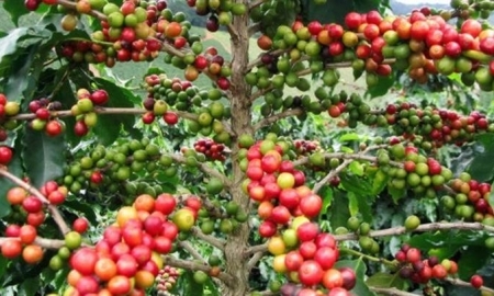 Giá cà phê trong nước giảm nhẹ 300 đồng/kg, giao dịch ở mức 36.900 - 37.800 đồng/kg