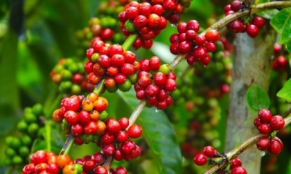 Giá cà phê hôm nay giao dịch trong khoảng 35.900 - 36.900 đồng/kg