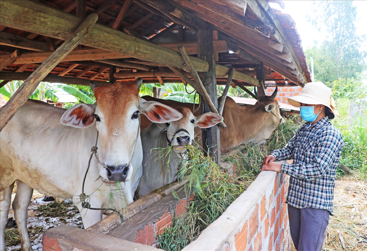 Nhờ có tiền tích góp, gia đình chị Đinh Thị Lơm (làng Lợt, xã Kông Pla, huyện Kbang) mua bò sinh sản để phát triển chăn nuôi