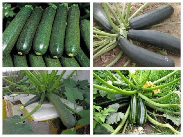 Tháng 8 nên trồng những loại rau, củ, quả gì? 1