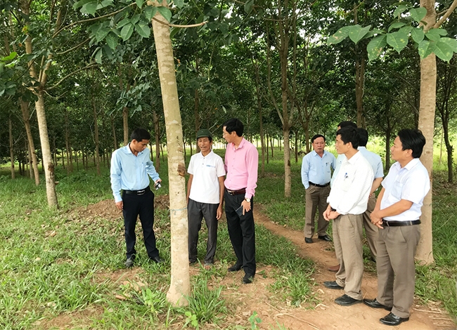  Ông Hồ Xuân Na (người đội mũ) giới thiệu về vườn cao su của gia đình với Đoàn công tác của tỉnh và Bộ Nông nghiệp và Phát triển nông thôn