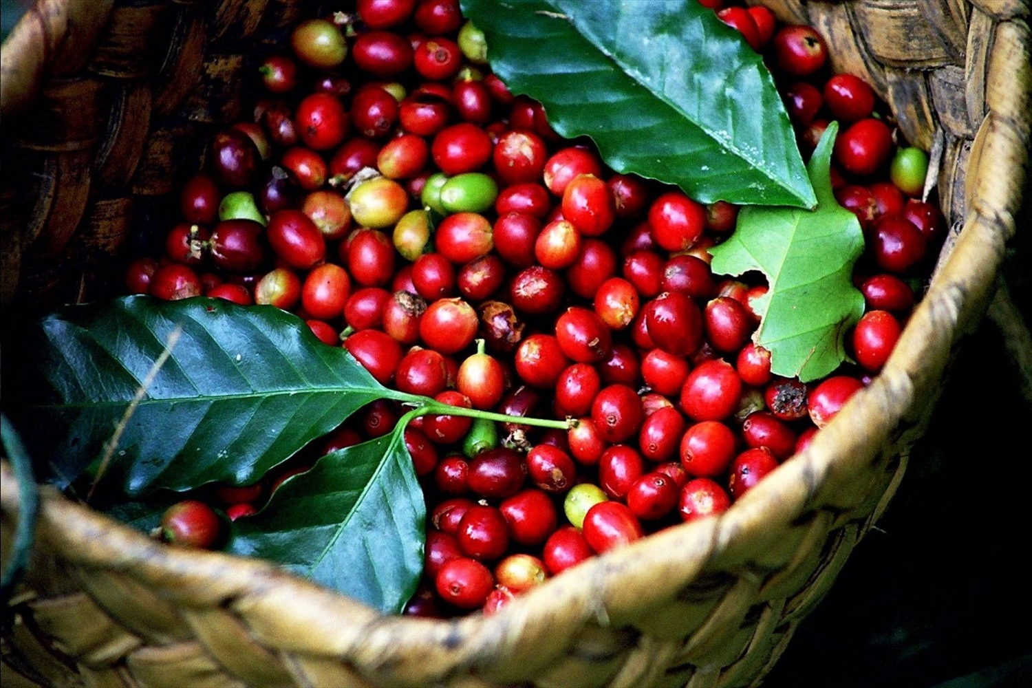 Tại các vùng trồng trọng điểm giá cà phê có xu hướng tăng nhẹ so với cùng thời điểm sáng hôm qua, giao dịch trong khoảng 36.100 - 37.000 đồng/kg. 