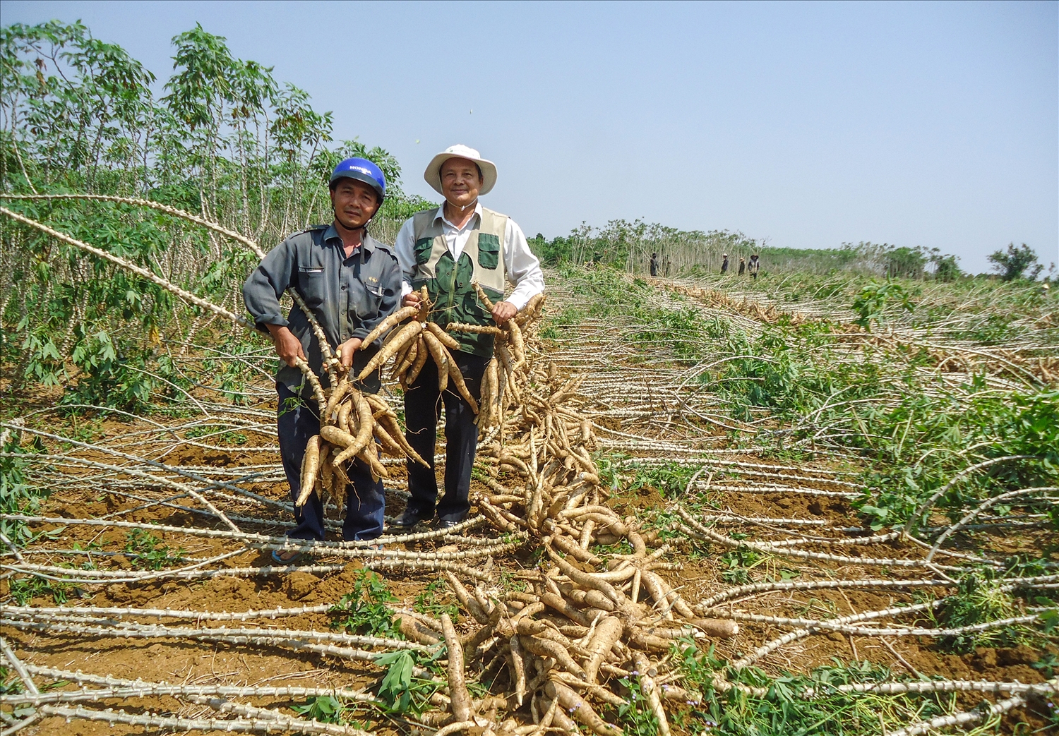 Người dân ở thôn ở thôn Bình Giang, xã Đức Bình Đông, huyện Sông Hinh thu hoạch giống sắn mới KM419 