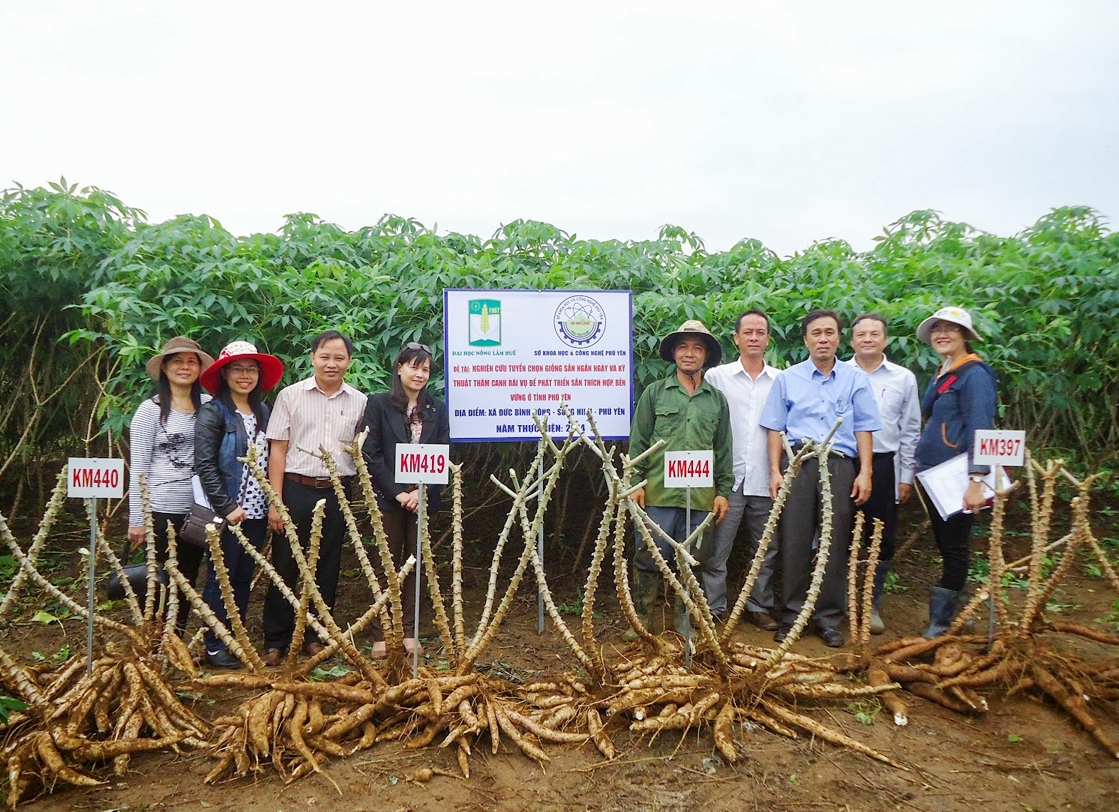 Sở NN&PTNT tỉnh Phú Yên triển khai những giống sắn mới ở xã Đức Bình Đông, huyện Sông Hinh
