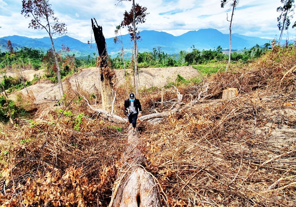 Nhiều cây gỗ bị chặt hạ sau khi đốt ở khu vực gần km số 3 đường cao su thuộc địa bàn xã Phước Hiệp