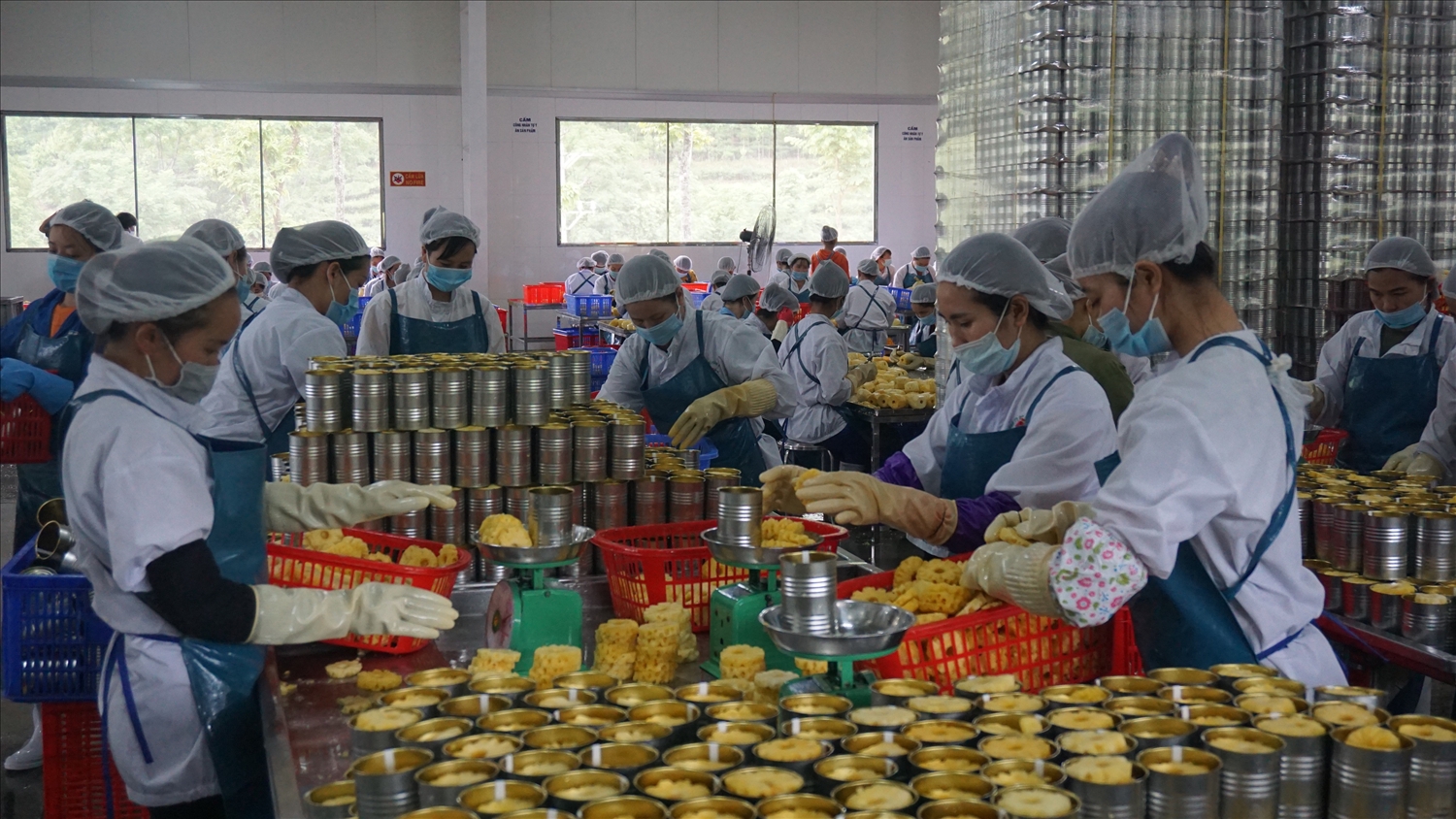 Với khoản vay ưu đãi 28 tỷ đồng giúp Nhà máy chế biến rau quả xuất nhập khẩu Mường Khương ổn định sản xuất trong những ngày đầu đi vào hoạt động.