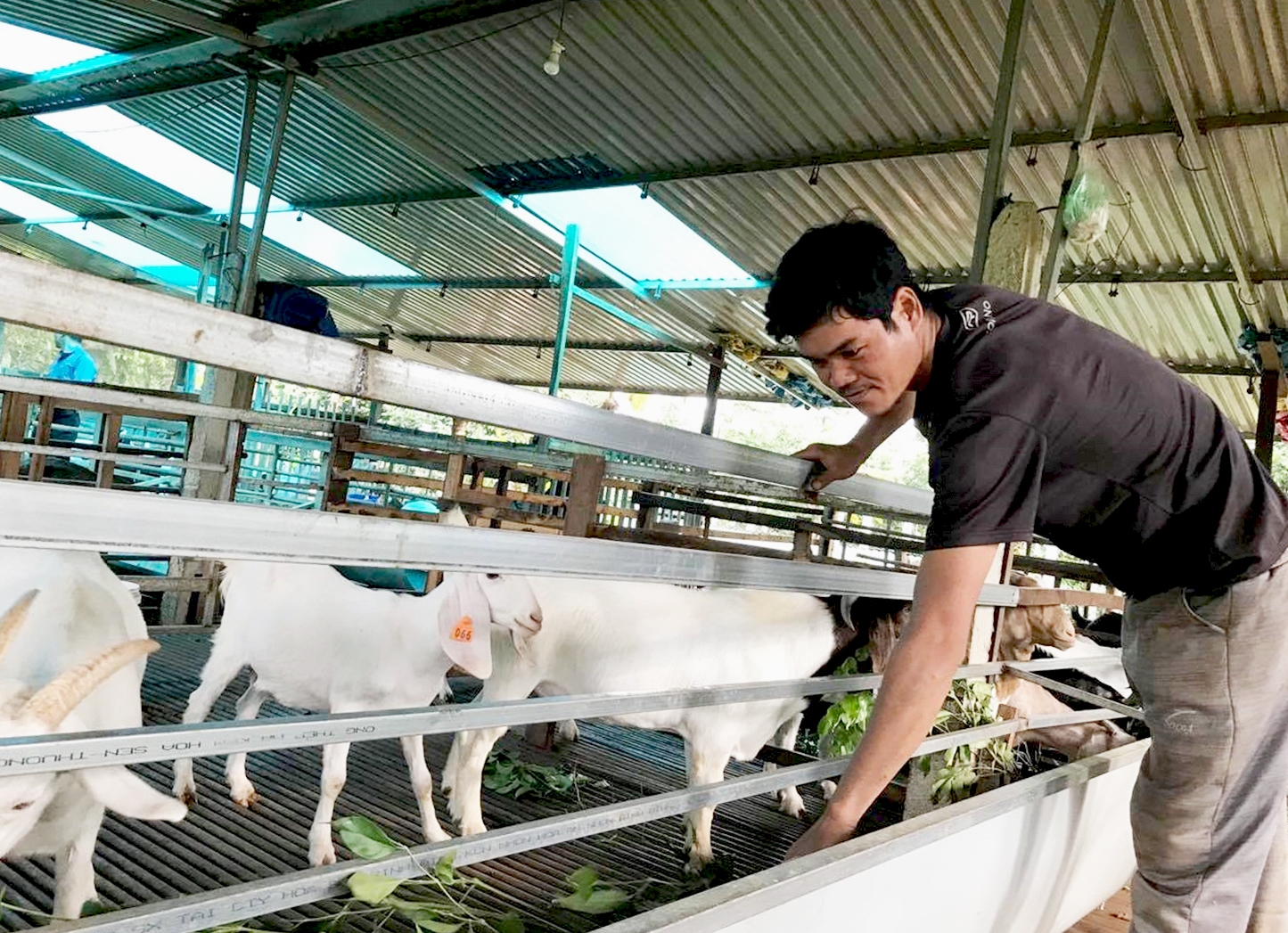 Một dự án khởi nghiệp với mô hình nuôi dê tại huyện Cư M’gar, tỉnh Đắk Lắk