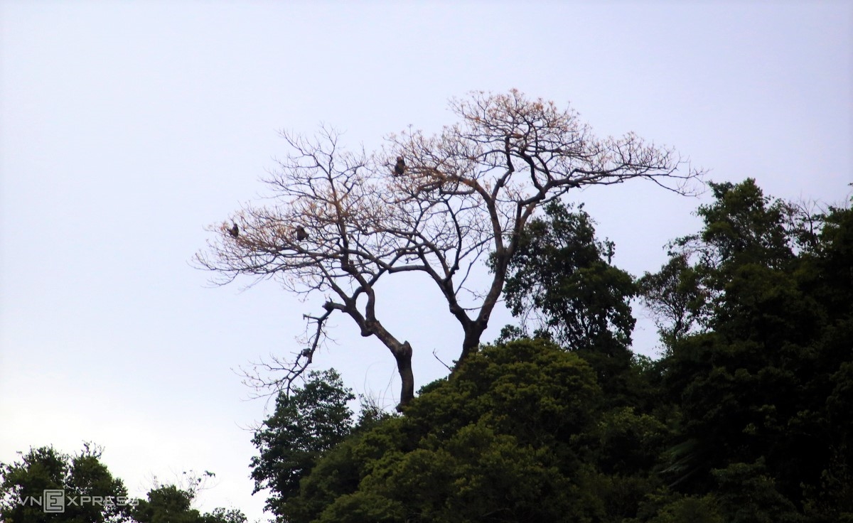 Những ngày mùa hè, từ sáng sớm, đàn voọc chà vá chân xám leo lên những đỉnh ngọn cây tự nhiên ở xã Tam Mỹ Tây, huyện Núi Thành ăn lá non.