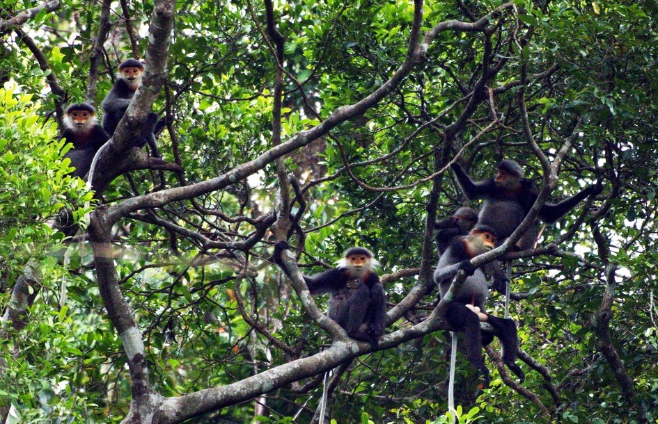 Một gia đình voọc ngồi vắt vẻo trên cây nghỉ ngơi 