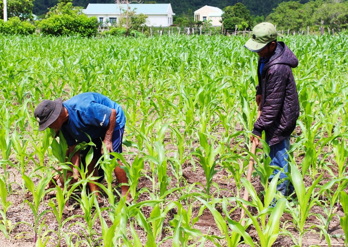 Để giúp người dân vươn lên phát triển, chính quyền huyện Chư Sê và xã Ayun đã dồn mọi nguồn lực, trong đó có hỗ trợ các giống cây trồng như bắp, mì… để người dân làm ăn. (Ảnh chụp trước ngày 27/4/2021)