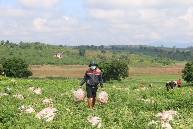 Toàn bộ 2,5ha củ cải trắng đã được nông dân Nguyễn Văn Kiều ủng hộ cho bà con vùng dịch