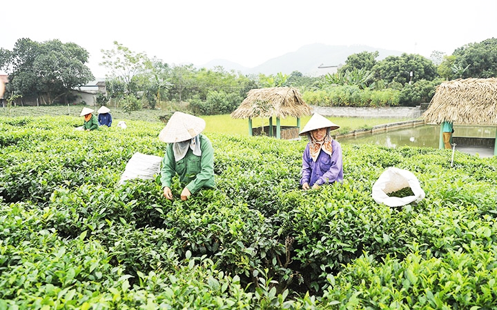 Nghề trồng và sản xuất chè mang lại thu nhập cao cho các hộ gia đình xã Tân Cương, TP. Thái Nguyên, tỉnh Thái Nguyên. (Ảnh chụp trước ngày 27/4/2021)