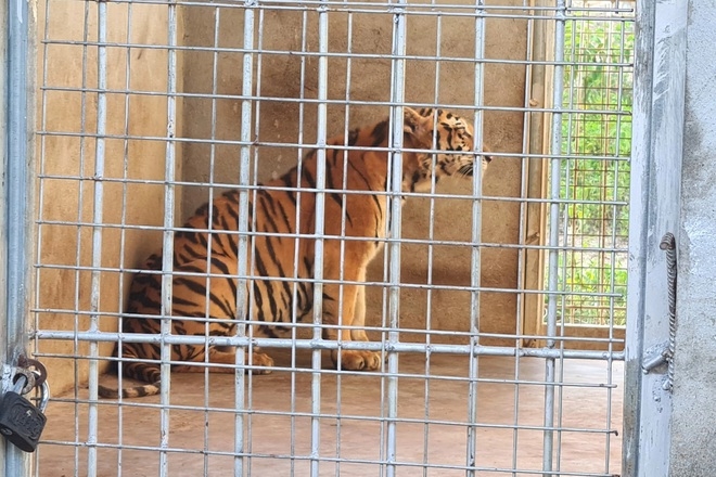 Trong số 17 con hổ được lực lượng chức năng phát hiện, đến nay đã có 8 con bị chết chưa rõ nguyên nhân, 9 con còn lại đang được chăm sóc tại Khu du lịch sinh thái Mường Thanh Diễn Lâm, xã Diễn Lâm, huyện Diễn Châu.
