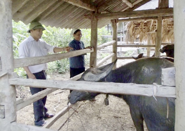 Anh Nguyễn Đức Lợi hướng dẫn hộ nghèo kỹ thuật phòng chống dịch bệnh trong chăn nuôi (Trong ảnh: Một hộ gia đình nhận nuôi rẽ trâu do anh giúp đỡ)