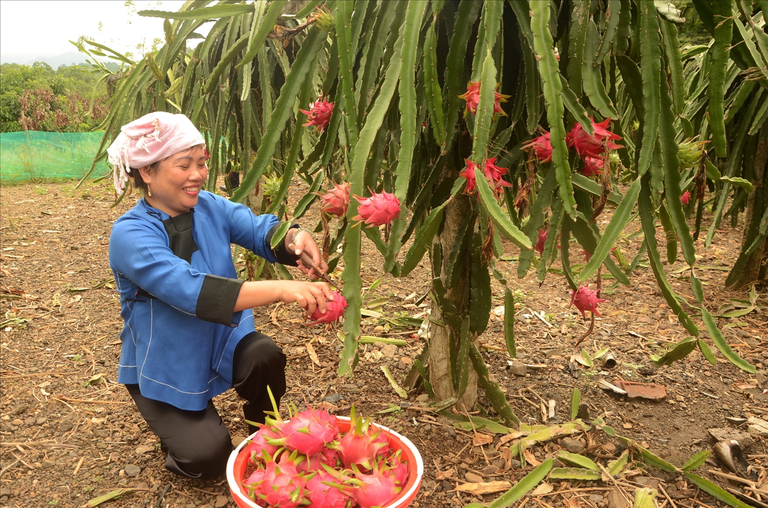 Chị Hoàng Thị Phong, dân tộc Nùng ở thôn Hang Bòng, xã Tân Trào thu hoạch thanh long