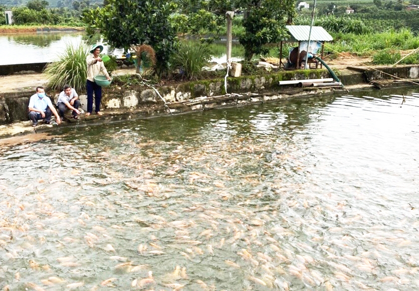  Ao cá nhà anh Đoàn mỗi năm cho thu hoạch trên 30 tấn cá các loại, doanh thu 1,5 tỷ đồng