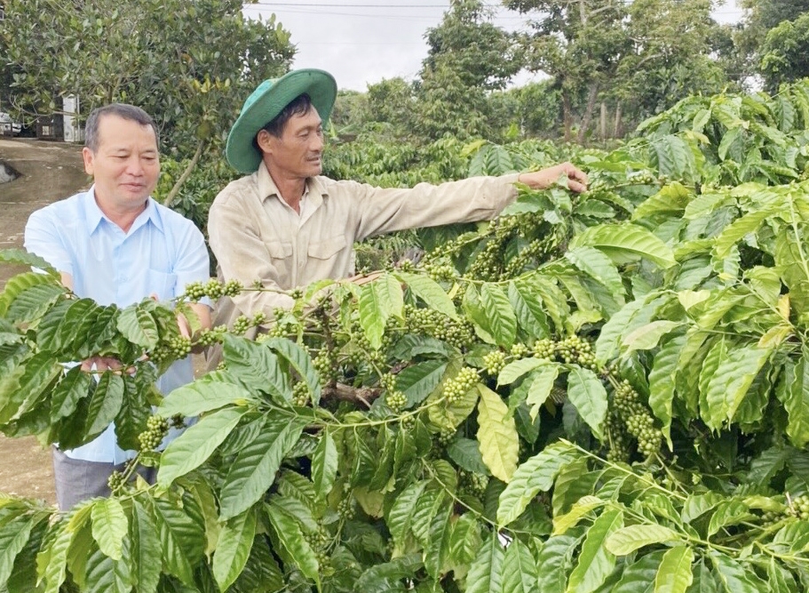Anh Nguyễn Xuân Đoàn (đội mũ) trao đổi kỹ thuật chăm sóc cà phê. (Ảnh chụp trước ngày 27/4/2021)