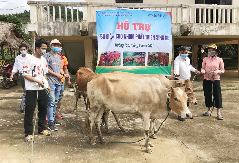 Các hộ thuộc các nhóm phát triển sinh kế ở thôn Ruộng, xã Hướng Tân nhận hỗ trợ bò sinh sản 