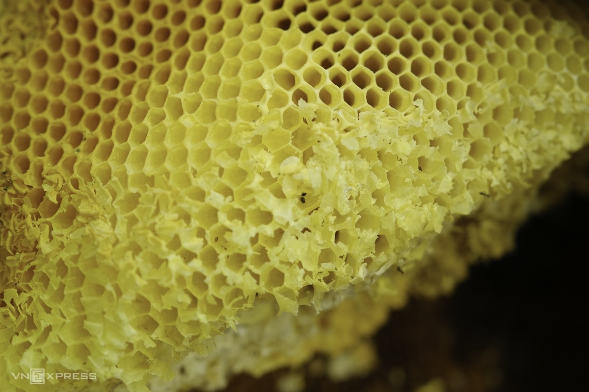 Mùa thu hoạch sáp ong của người Dao Tiền 2