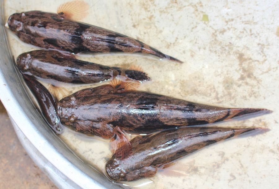 Cá bống câu trên hồ Việt An 