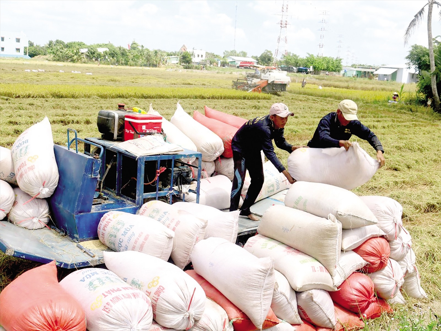 Lúa gạo là nông sản chủ lực của nhiều tỉnh vùng Đồng bằng Sông Cửu Long. Ảnh: BCT