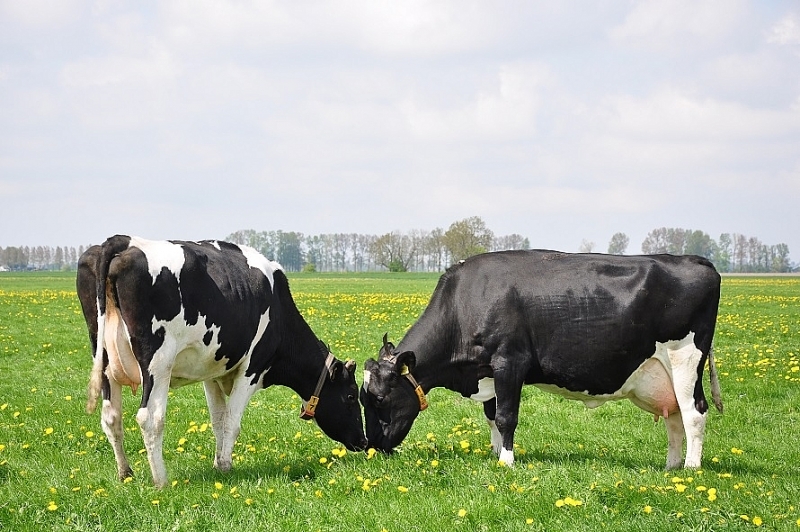 Những con bò sữa nhởn nhơ gặm cỏ trên đồng cỏ thanh bình