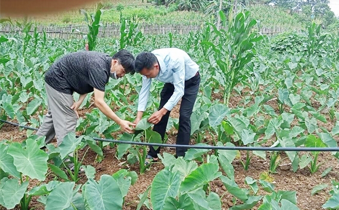 Cán bộ nông nghiệp hướng dẫn đồng bào Mông chăm sóc khoai sọ nương đặc sản hàng hóa