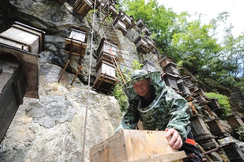 Một người nuôi ong kiểm tra các tổ ong trên vách đá trong Khu bảo tồn Thiên nhiên Quốc gia Shennongjia 